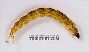 best of Larva Midget fly