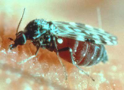 Midget fly larva