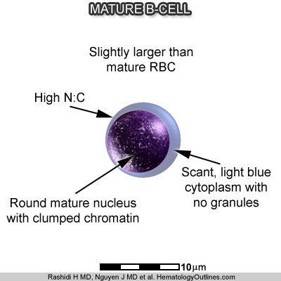 best of Blood Mature cell red